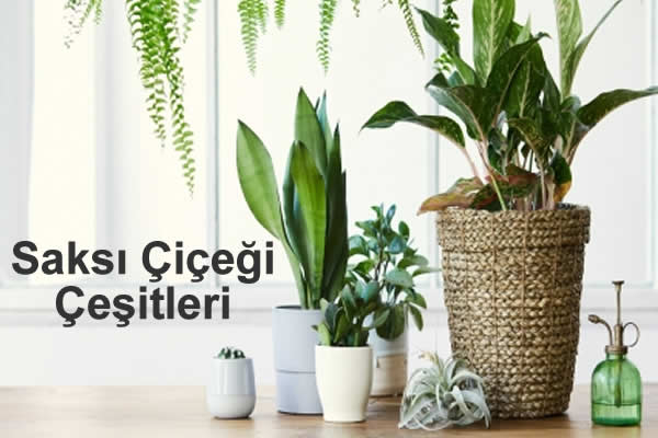 Burdur Saksı Çiçekleri Kategorisi, Burdur Çiçekçi