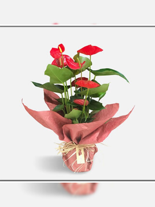 Antoryum Saksı Çİçeği