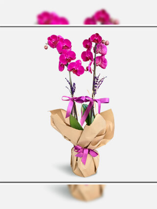 Çift Dallı Mor Orkide