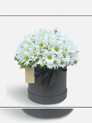 Kutuda Beyaz Papatyalar