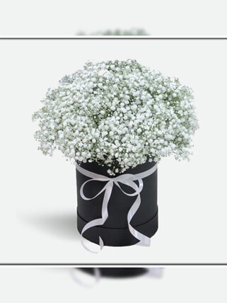 Kutuda Cipso Çiçekleri