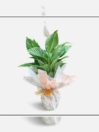 Spatifilyum Saksı Çiçeği